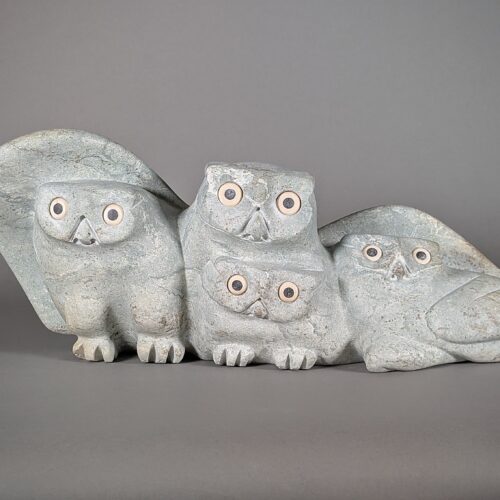 Family of Snowy Owls